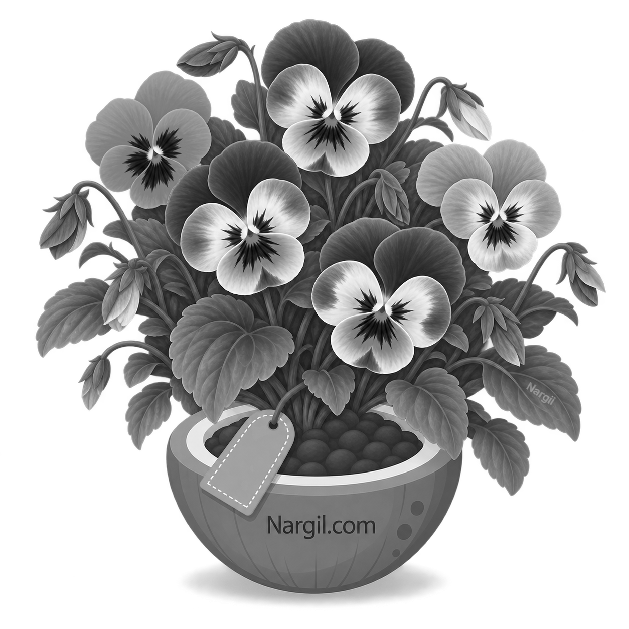 Nargil_Melissa Officinalis